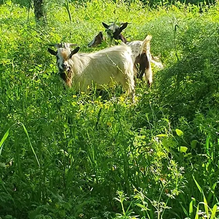 Casa Llogan 4p Quinta Pedras Da Lagoa Feriehus