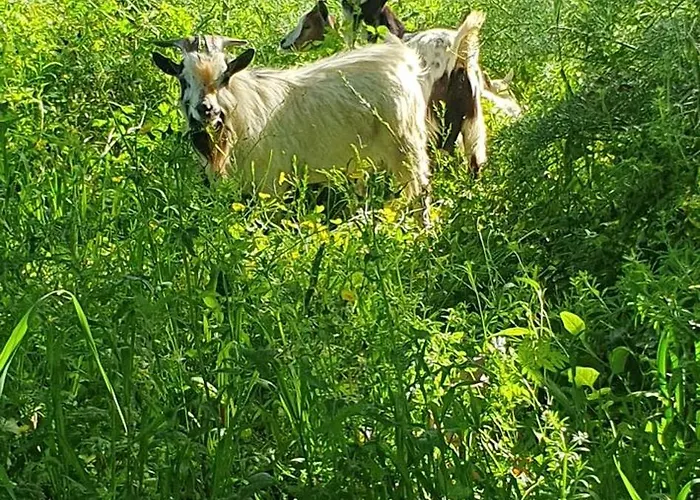 Casa Llogan 4p Quinta Pedras Da Lagoa Casa de Férias